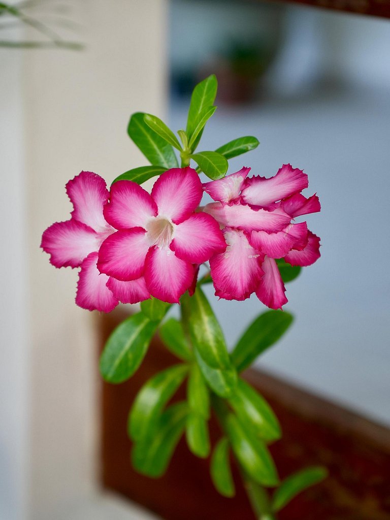 Férias a 5 min da praia | Piscina | Churrasqueira